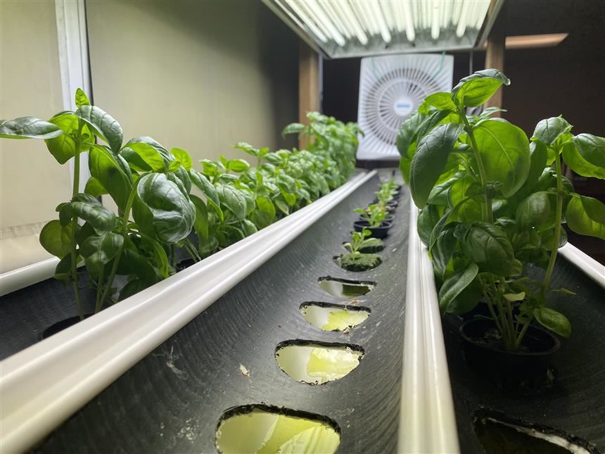 Hydroponically grown basil and romaine lettuce; photo credit:  Rae Allex